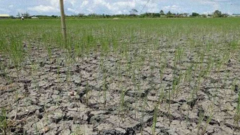 El Niño, nararamdaman na sa Kalinga at Region 2